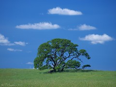 Oak Tree Dream