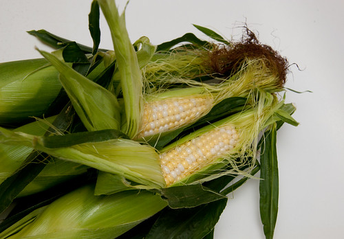 Corn is in by photofarmer, on Flickr