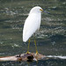 Uccelli nella laguna de Yahuarcocha (2)