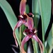 Maxillaria tonsbergii 'Smoky' - Alex Nadzan