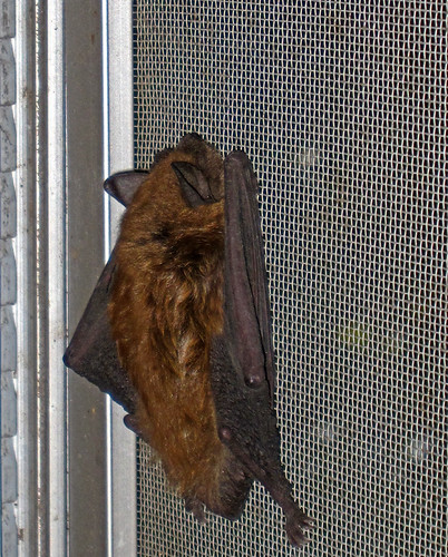 Brown Bat Visits the House