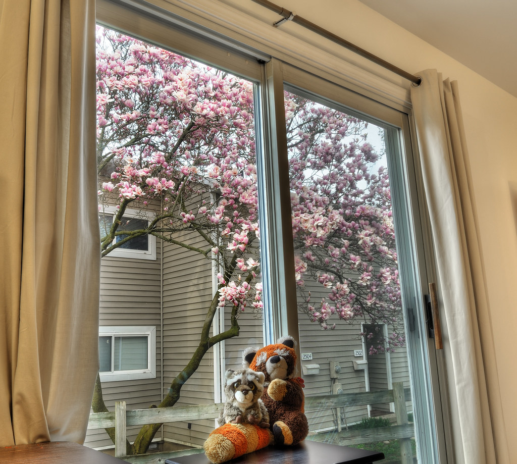 Magnolia blossom outside the window / 窗外的木蘭花