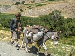 A Man and His Donkey | Behsud