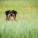 Crusoe's playing hide and seek in the growing grass and dandelions.
