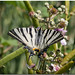 Swallowtail (2)