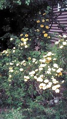 Assorted Aspen - Yellow Roses of Aspen June, 2012