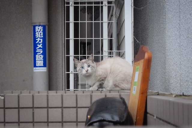Today's Cat@2012-05-27