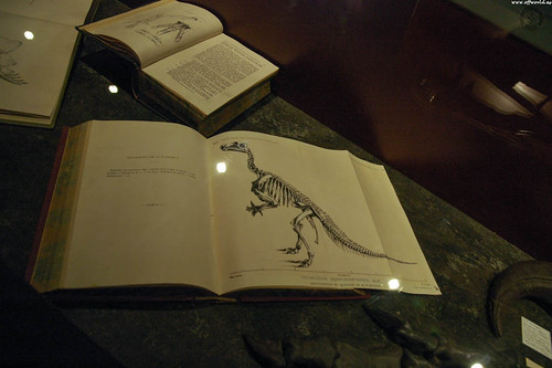 Dollo's Studies on Iguanodon