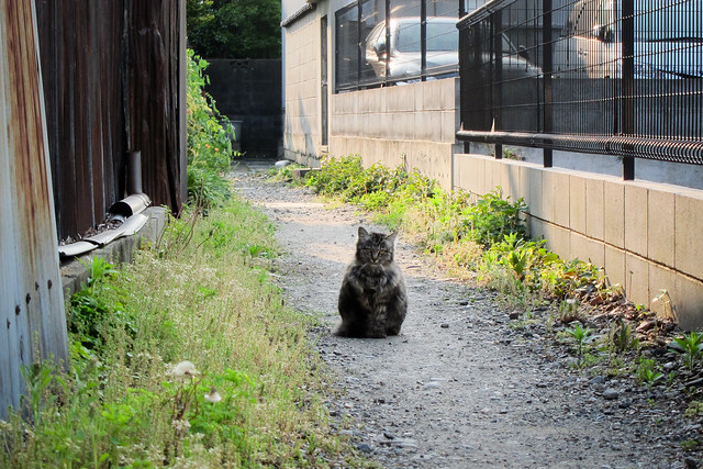 Today's Cat@2012-05-14