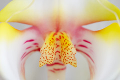 Orchid Mask