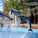 Apresentacao dos golfinhos
