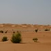 O gostinho das dunas do Saara