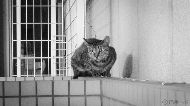 Today's Cat@2012-09-05