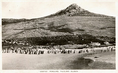 Falkland Islands - Gentoo Penguins (Postcard)