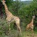Girafona e girafinha (foto Natascha)