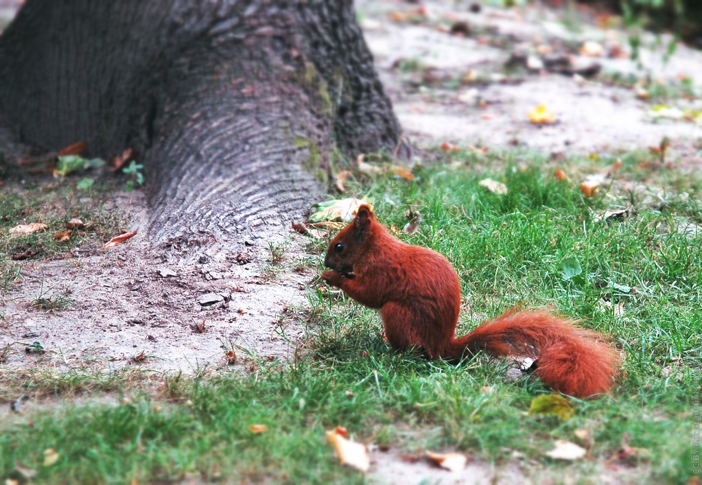 : Warsaw Squirrel