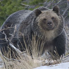 Grizzly Bear Photo