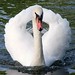 Majestic Resident Mute Swan of The Lake, Royal Botanic Gardens, KEW @ 7 October 2012 (P2 of 3)