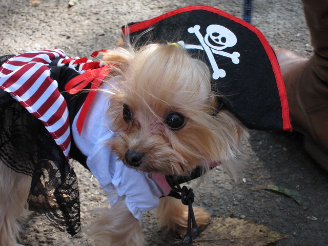 Miniature dog pirate costume