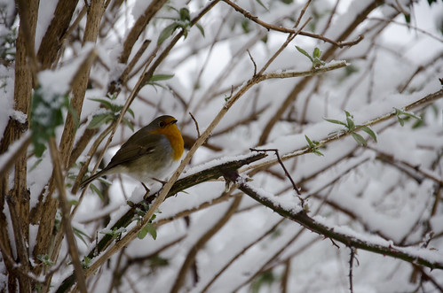 Winter bird 1 ©  Still ePsiLoN