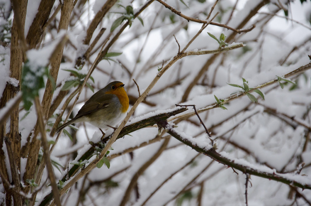 : Winter bird 1