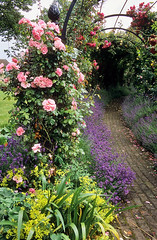 Royal National Rose Society Gardens - formerly...