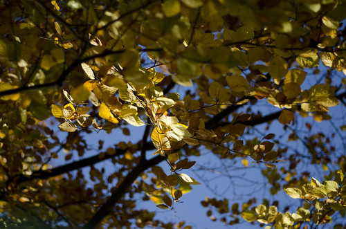 Leaves ©  Still ePsiLoN