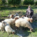 Ahmet tending to his sheep <a style="margin-left:10px; font-size:0.8em;" href="http://www.flickr.com/photos/59134591@N00/8247818384/" target="_blank">@flickr</a>