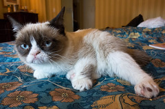 photo chat grumpy cat