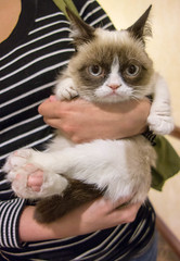 Grumpy Cat photo