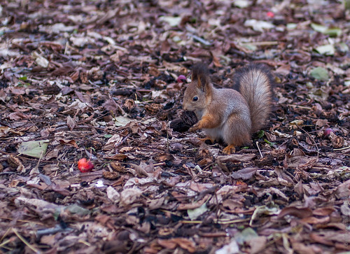 University Squirrel ©  Konstantin Malanchev
