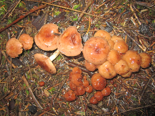 Overnight Mushroom Hike #2