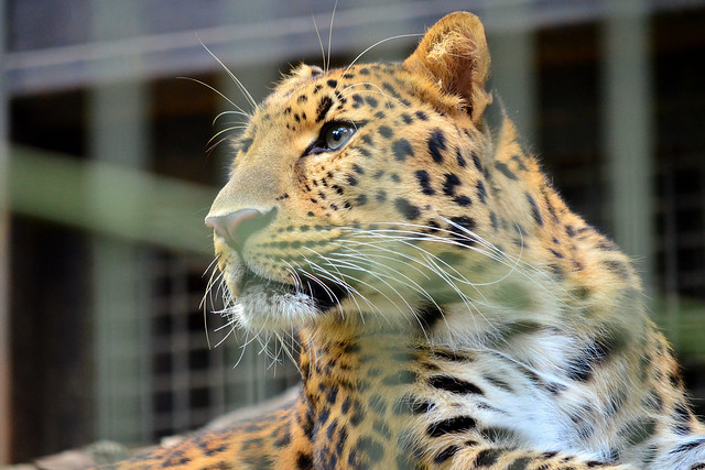 アムールヒョウ　(Amur leopard)