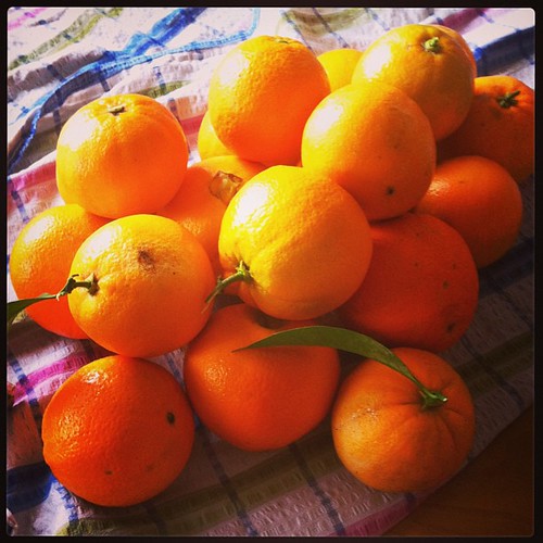 Cogiendo unas poquillas de naranjas para cocinar ©  antonioxalonso
