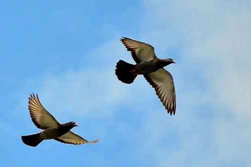 飛ぶ二羽の鳩 (Two flying Rock Doves)