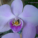 Purple Orchid, Gorinchem, Netherlands - 2255