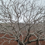 Pistachio tree <a style="margin-left:10px; font-size:0.8em;" href="http://www.flickr.com/photos/59134591@N00/8432110485/" target="_blank">@flickr</a>