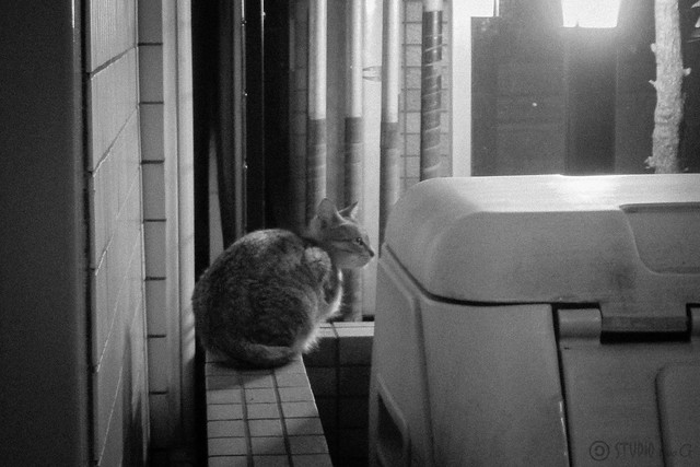Today's Cat@2013-02-08
