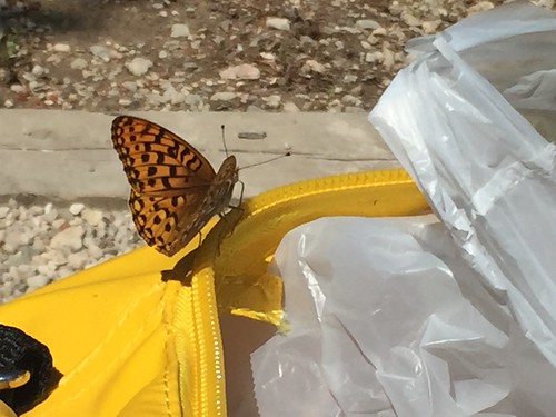 Butterfly on our camping gear ©  joannapoe