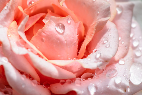 Wet Rose ©  kuhnmi