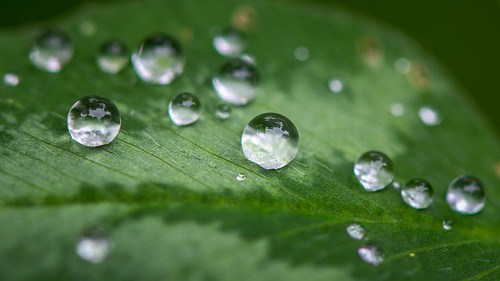 Water Drops ©  kuhnmi