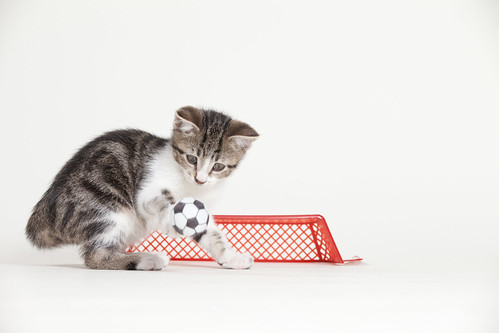Brown and White Kitten Playing Soccer
