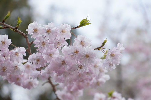枝垂桜 weeping cherry tree