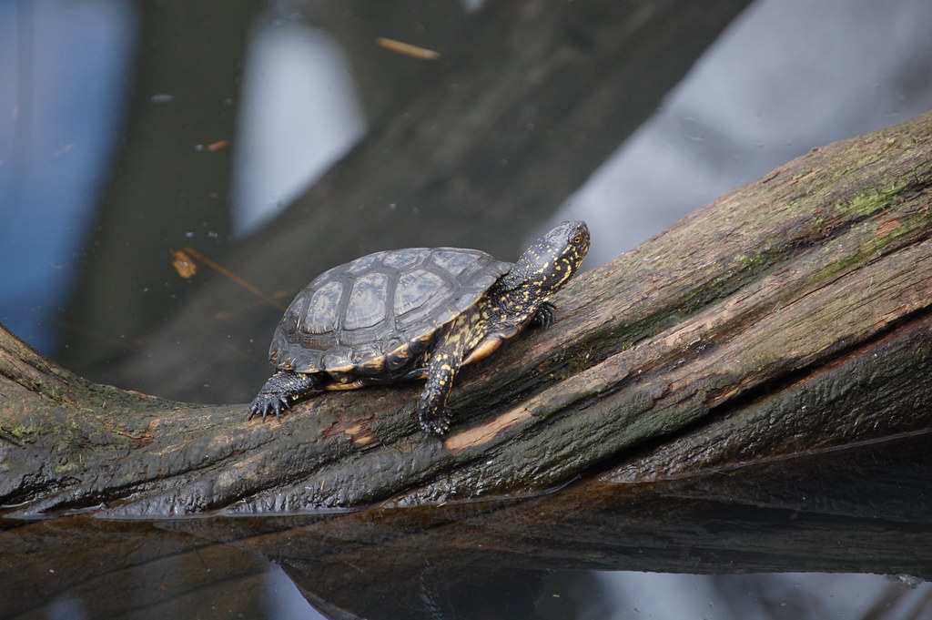 European Pond Turtle - Twycross Zoo