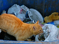 gato basura • <a style="font-size:0.8em;" href="http://www.flickr.com/photos/92957341@N07/8657054316/" target="_blank">View on Flickr</a>