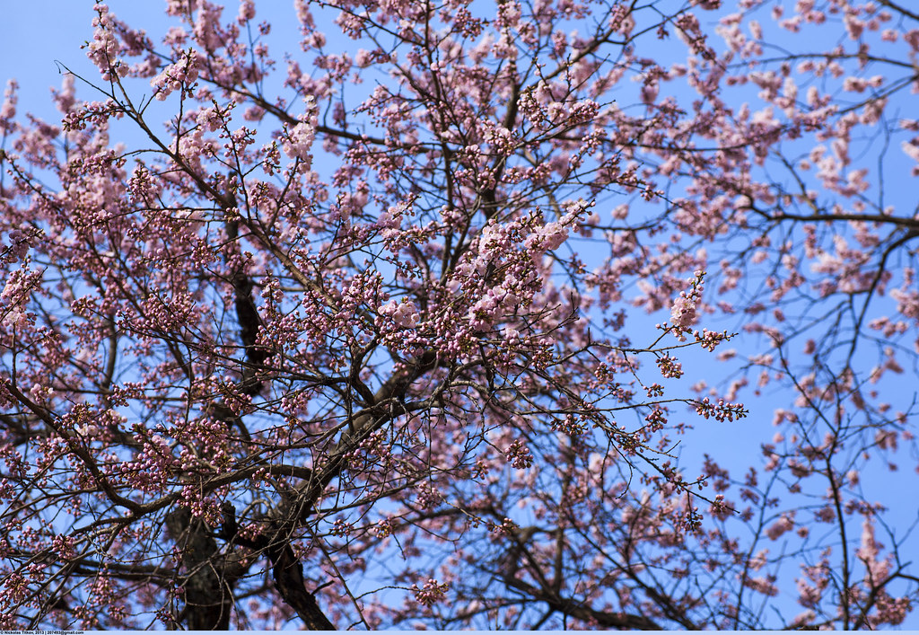 : Flowering peach in Moscow