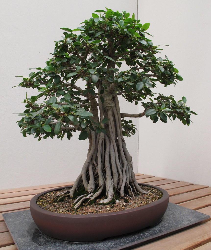Port Jackson fig Ficus rubiginosa Bonsai by spelio, on Flickr
