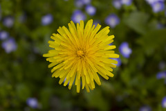 Yellow dandelion (Lalluz PJ) Tags: flowers summer flower verde green primavera grass yellow petals spring estate bokeh dandelion yellowflower erba giallo bloom fields fiori fiore petali dandelions blooming verdi tarassaco soffione prati gialli fioritura tarassachi