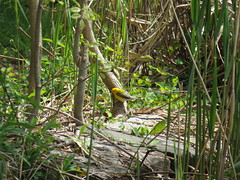 Prothonotary Warbler, Prospect ParK 5.5.13