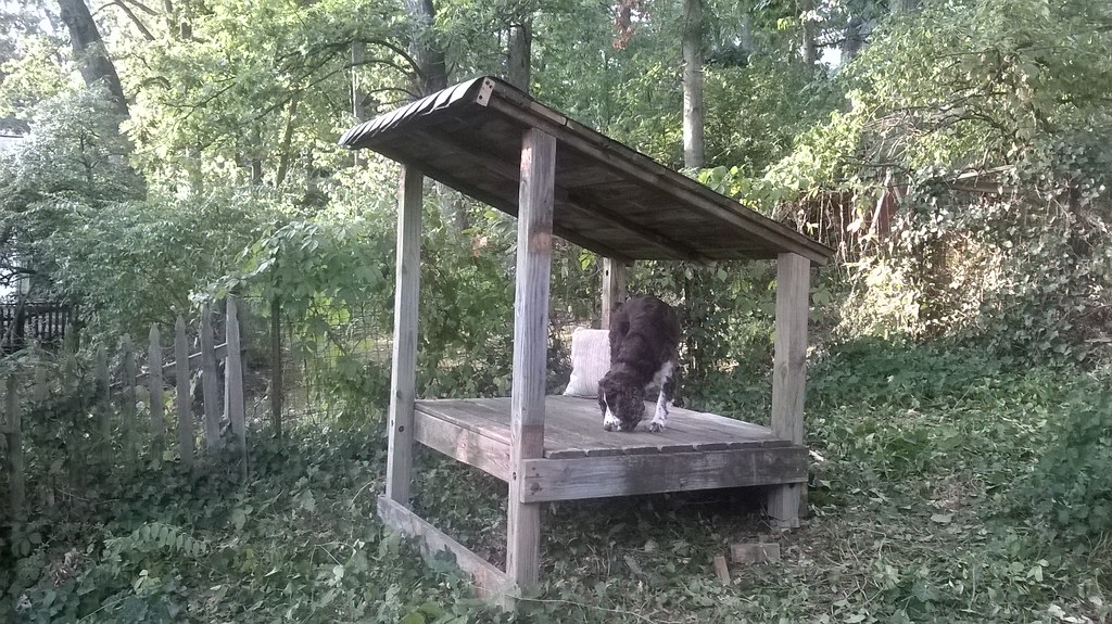 : Laika's observation platform